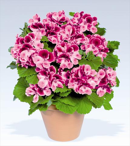 Photo de variété de fleurs à utiliser comme: Pot, Plante à massif, patio Pelargonium grandiflorum pac® Aristo® Candy