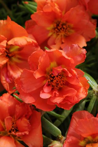 Photo de variété de fleurs à utiliser comme: Plante à massif, patio, Suspension Portulaca Happy Hour Orange