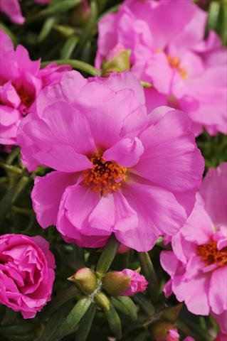Photo de variété de fleurs à utiliser comme: Plante à massif, patio, Suspension Portulaca Happy Hour Rosita