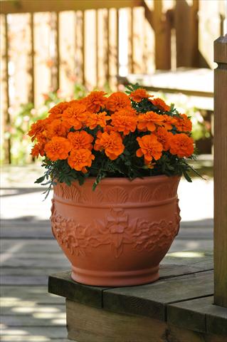 Photo de variété de fleurs à utiliser comme: Plante à massif/ plante de bordure Tagetes patula Bonanza Deep Orange