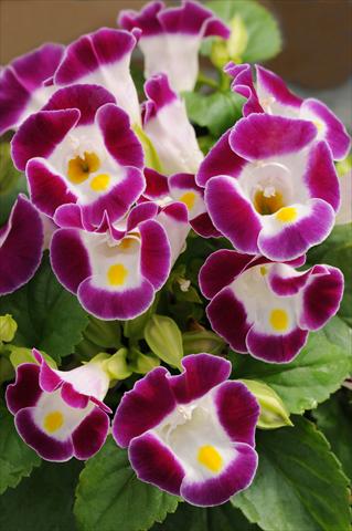 Photo de variété de fleurs à utiliser comme: Pot, Plante à massif, patio Torenia Kauai Burgundy