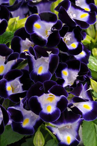 Photo de variété de fleurs à utiliser comme: Pot, Plante à massif, patio Torenia Kauai Deep Blue
