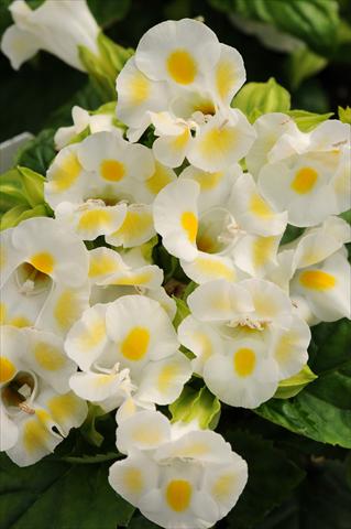 Photo de variété de fleurs à utiliser comme: Pot, Plante à massif, patio Torenia Kauai Lemon Drop