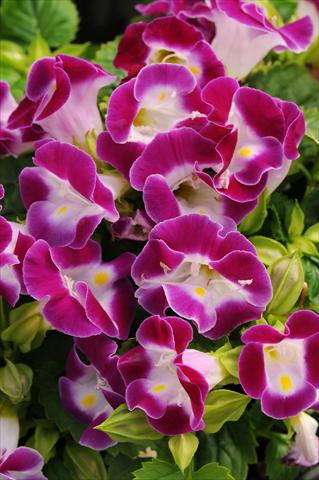 Photo de variété de fleurs à utiliser comme: Pot, Plante à massif, patio Torenia Kauai Magenta