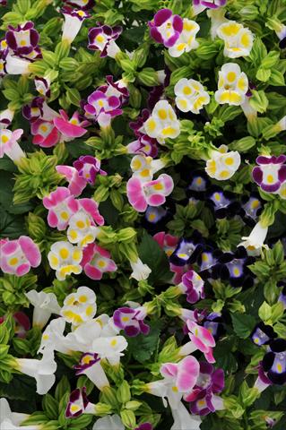 Photo de variété de fleurs à utiliser comme: Pot, Plante à massif, patio Torenia Kauai Mixture