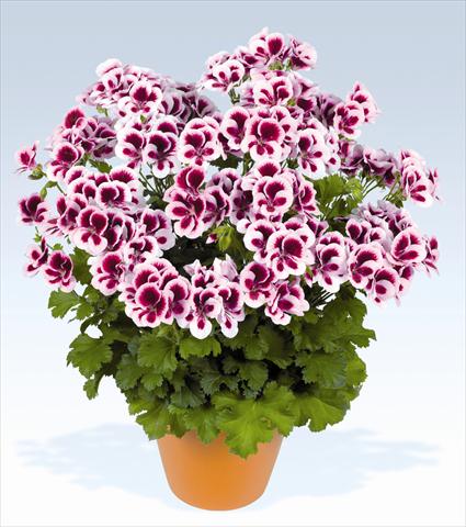 Photo de variété de fleurs à utiliser comme: Pot, Plante à massif, patio Pelargonium grandiflorum pac® Candy Flowers Bicolor