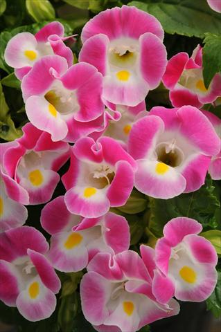 Photo de variété de fleurs à utiliser comme: Pot, Plante à massif, patio Torenia Kauai Rose