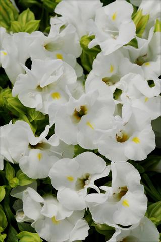Photo de variété de fleurs à utiliser comme: Pot, Plante à massif, patio Torenia Kauai White