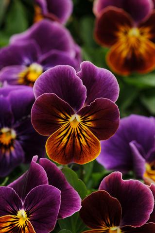 Photo de variété de fleurs à utiliser comme: Pot et Plante à massif Viola cornuta Sorbet™ Antique Shades Improved