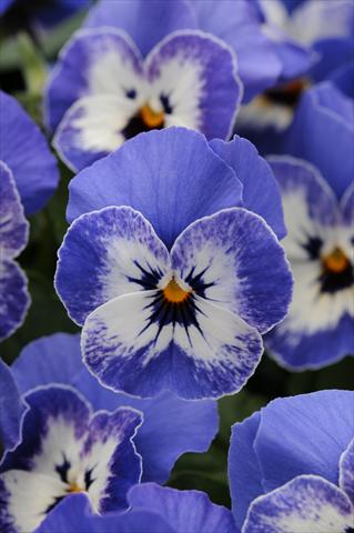 Photo de variété de fleurs à utiliser comme: Pot et Plante à massif Viola cornuta Sorbet™ Delft Blue XP