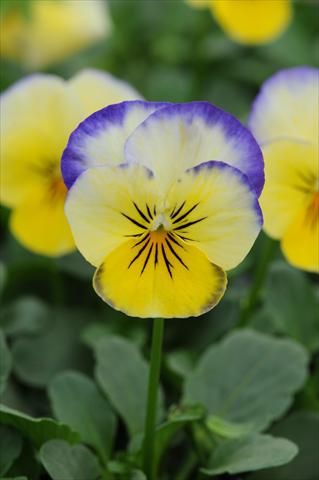 Photo de variété de fleurs à utiliser comme: Pot et Plante à massif Viola cornuta Sorbet™ Lemon Blueberry Swirl