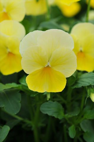 Photo de variété de fleurs à utiliser comme: Pot et Plante à massif Viola cornuta Sorbet™ Lemon Chiffon Improved