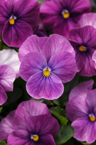 Photo de variété de fleurs à utiliser comme: Pot et Plante à massif Viola cornuta Sorbet™ Purple Ice XP Improved