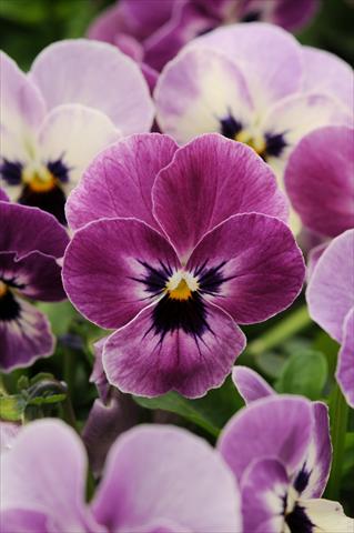 Photo de variété de fleurs à utiliser comme: Pot et Plante à massif Viola cornuta Sorbet™ Raspberry XP