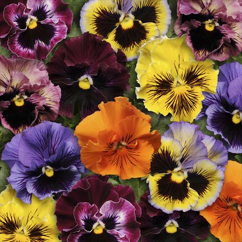 Photo de variété de fleurs à utiliser comme: Pot et Plante à massif Viola wittrockiana Frizzle Sizzle Mixture Improved