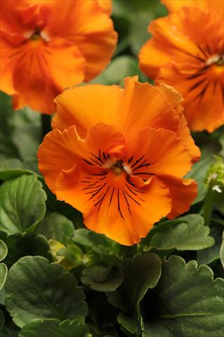 Photo de variété de fleurs à utiliser comme: Pot et Plante à massif Viola wittrockiana Frizzle Sizzle Orange