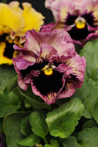 Photo de variété de fleurs à utiliser comme: Pot et Plante à massif Viola wittrockiana Frizzle Sizzle Passion Fruit