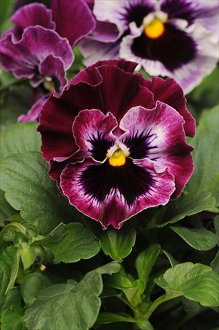 Photo de variété de fleurs à utiliser comme: Pot et Plante à massif Viola wittrockiana Frizzle Sizzle Raspberry