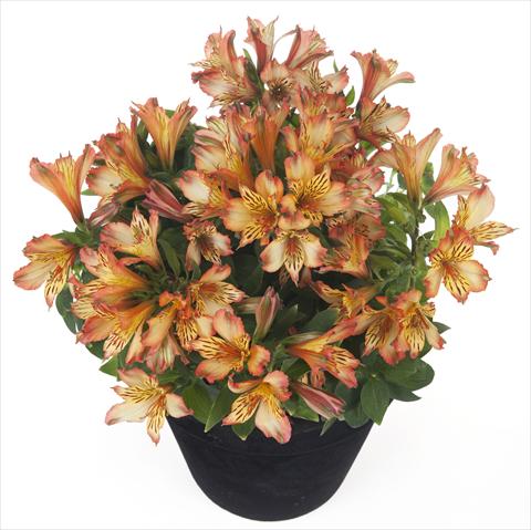 Photo de variété de fleurs à utiliser comme: Pot et Plante à massif Alstroemeria Inticancha® Bryce