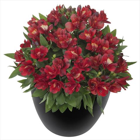 Photo de variété de fleurs à utiliser comme: Pot et Plante à massif Alstroemeria Inticancha® Doba