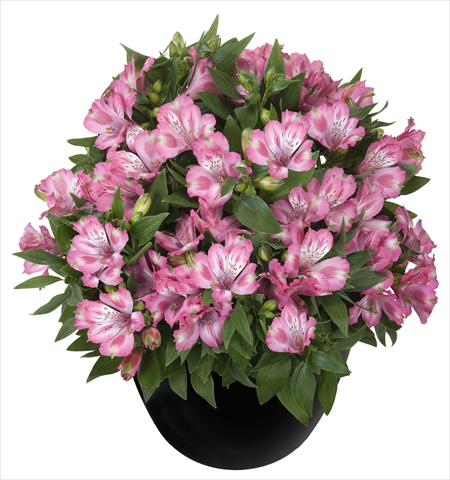 Photo de variété de fleurs à utiliser comme: Pot et Plante à massif Alstroemeria Inticancha® Imala