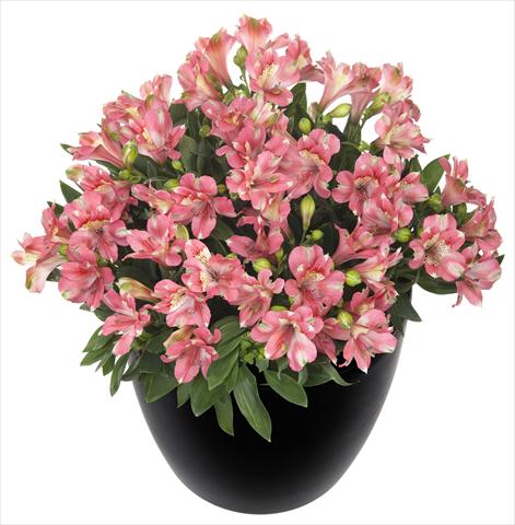 Photo de variété de fleurs à utiliser comme: Pot et Plante à massif Alstroemeria Inticancha® Kanika