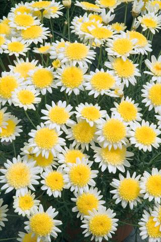 Photo de variété de fleurs à utiliser comme: Pot, Plante à massif, patio Argyranthemum frutescens Daisy Crazy® Sole Mio
