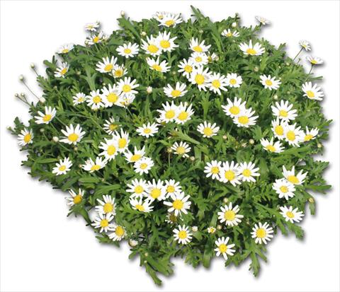Photo de variété de fleurs à utiliser comme: Pot, Plante à massif, patio Argyranthemum Glory® White