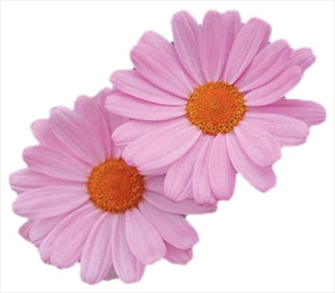 Photo de variété de fleurs à utiliser comme: Pot, Plante à massif, patio Argyranthemum frutescens Daisy Crazy® Summit Dark Pink