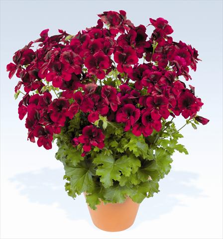 Photo de variété de fleurs à utiliser comme: Pot, Plante à massif, patio Pelargonium grandiflorum pac® Candy Flowers Dark Red