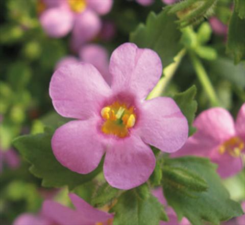Photo de variété de fleurs à utiliser comme: Pot, patio, Suspension Bacopa (Sutera cordata) Secrets® Medium Dark Violet Imp