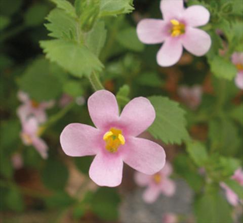 Photo de variété de fleurs à utiliser comme: Pot, patio, Suspension Bacopa (Sutera cordata) Secrets® Medium Pink