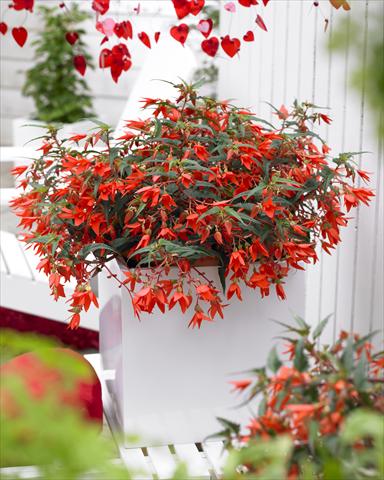 Photo de variété de fleurs à utiliser comme: Plante à massif, pot ou Suspension Begonia boliviensis Crackling® Fire Orange Red