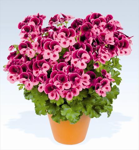 Photo de variété de fleurs à utiliser comme: Pot, Plante à massif, patio Pelargonium grandiflorum pac® Candy Flowers Pink with Eye