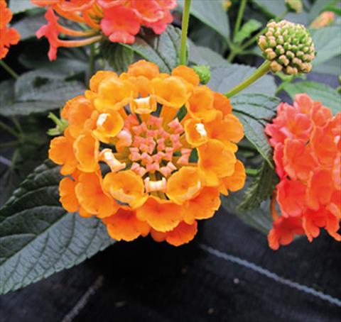 Photo de variété de fleurs à utiliser comme: Pot, Plante à massif, patio Lantana camara Evita® Orange
