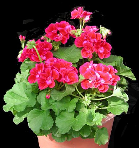 Photo de variété de fleurs à utiliser comme: Pot, Plante à massif, patio Pelargonium zonale Amore Mio® Strawberry