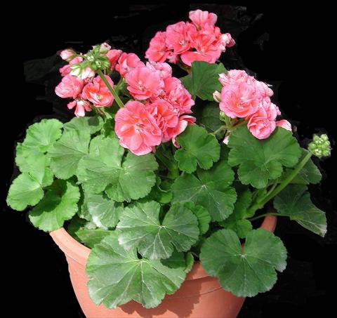 Photo de variété de fleurs à utiliser comme: Pot, Plante à massif, patio Pelargonium zonale Sole Mio® Salmon