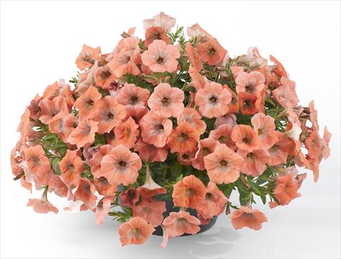 Photo de variété de fleurs à utiliser comme: Pot, Plante à massif, patio, Suspension Petunia Happy® Copper