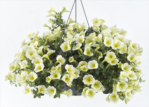 Photo de variété de fleurs à utiliser comme: Pot, Plante à massif, patio, Suspension Petunia Happy® Lemon