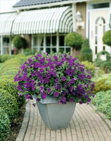 Photo de variété de fleurs à utiliser comme: Pot, Plante à massif, patio, Suspension Petunia Surfinia Classic® Amethyst®