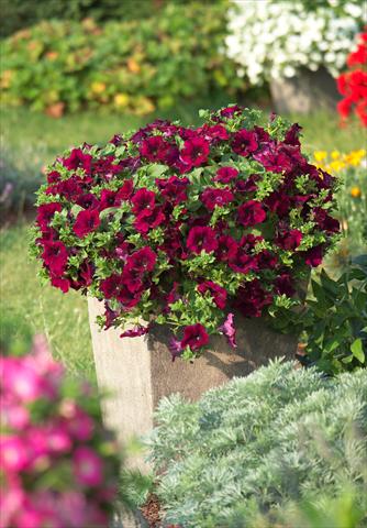 Photo de variété de fleurs à utiliser comme: Pot, Plante à massif, patio, Suspension Petunia Surfinia Classic® Burgundy®