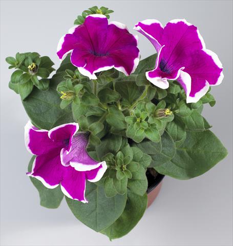 Photo de variété de fleurs à utiliser comme: Pot, Plante à massif, patio, Suspension Petunia Surfinia Classic® Giant Purple Picotee®
