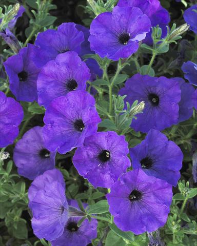 Photo de variété de fleurs à utiliser comme: Pot, Plante à massif, patio, Suspension Petunia Surfinia Classic® Parfume Blue®