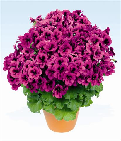 Photo de variété de fleurs à utiliser comme: Pot, Plante à massif, patio Pelargonium grandiflorum pac® Candy Flowers Violet