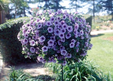 Photo de variété de fleurs à utiliser comme: Pot, Plante à massif, patio, Suspension Petunia Surfinia Classic® Purple Vein Compact®