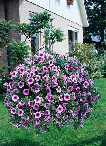 Photo de variété de fleurs à utiliser comme: Pot, Plante à massif, patio, Suspension Petunia Surfinia Classic® Rose Vein®