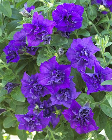 Photo de variété de fleurs à utiliser comme: Pot, Plante à massif, patio, Suspension Petunia Surfinia Double® Blue Star®
