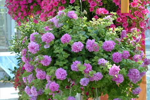 Photo de variété de fleurs à utiliser comme: Pot, Plante à massif, patio, Suspension Petunia Surfinia Double® Lilac®