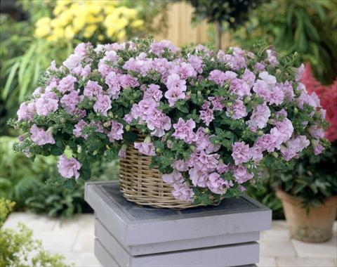 Photo de variété de fleurs à utiliser comme: Pot, Plante à massif, patio, Suspension Petunia Surfinia Double® Pink®
