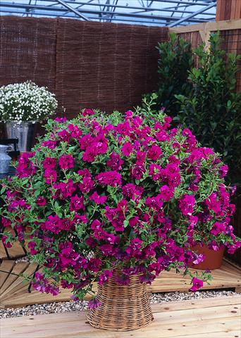 Photo de variété de fleurs à utiliser comme: Pot, Plante à massif, patio, Suspension Petunia pendula Surfinia® Double Purple